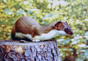 Mustela erminea